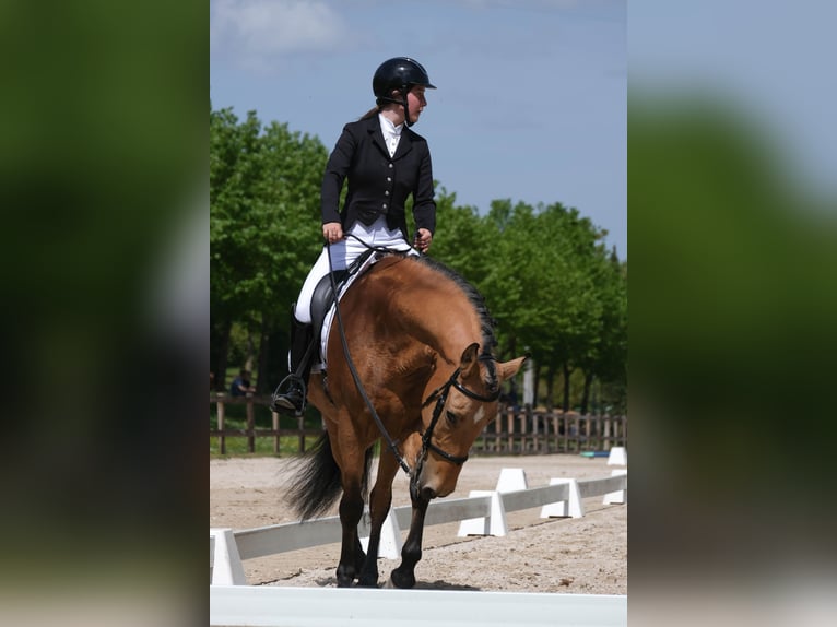 Cruzado Hongre 11 Ans 165 cm Champagne in Citt&#xE0; di castello