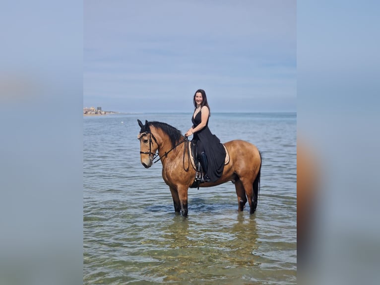 Cruzado Hongre 11 Ans 165 cm Champagne in Citt&#xE0; di castello