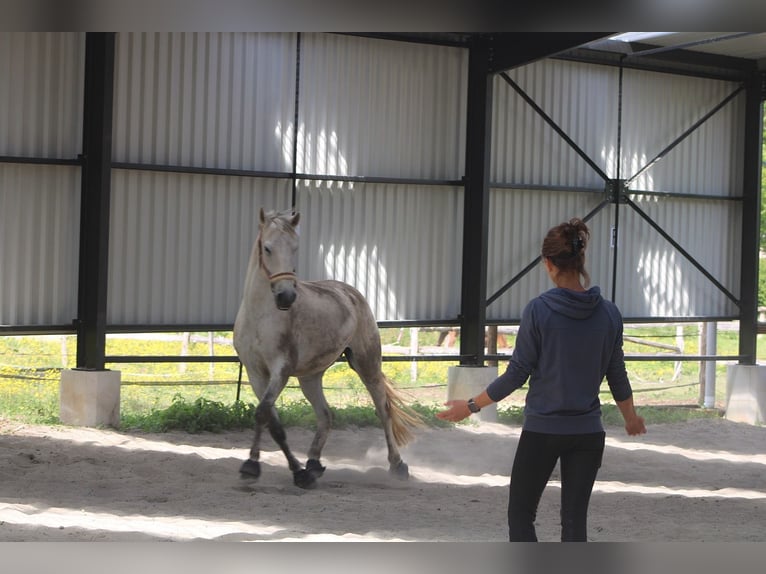 Cruzado Hongre 11 Ans 166 cm Gris moucheté in Fry