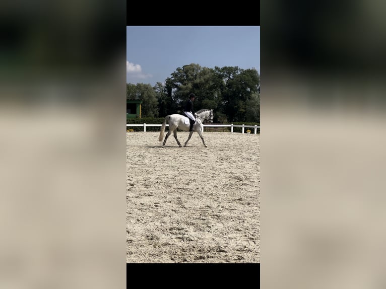 Cruzado Hongre 12 Ans 147 cm Gris in Pollhagen