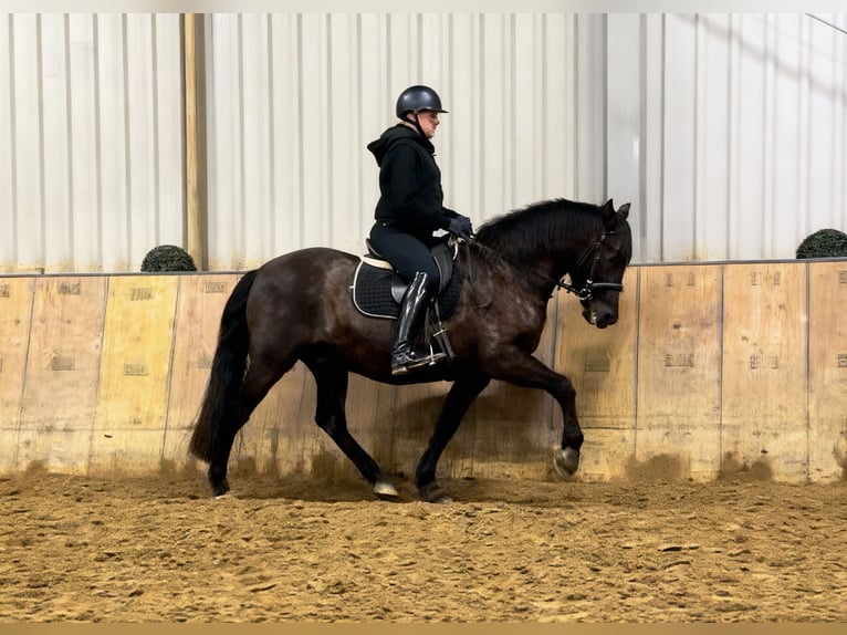 Cruzado Hongre 12 Ans 158 cm Bai brun in Neustadt (Wied)