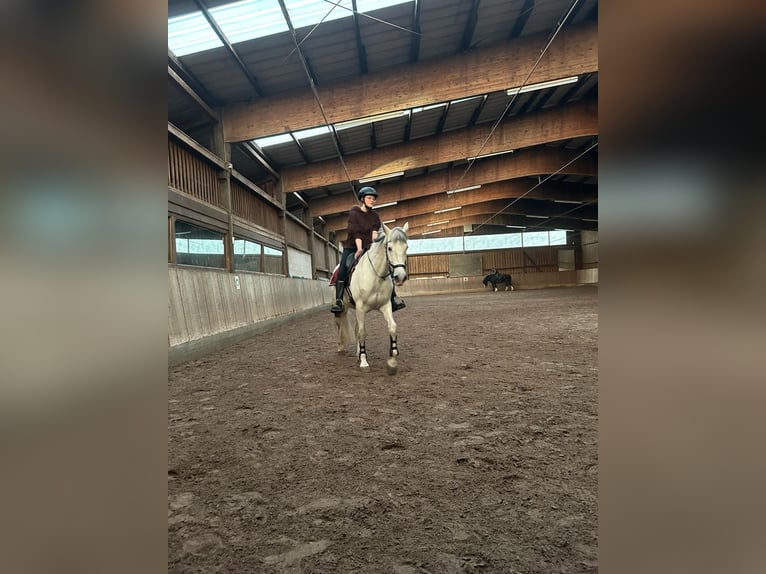 Cruzado Hongre 12 Ans 158 cm Gris in Prichsenstadt