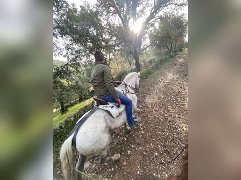 Cruzado Hongre 12 Ans 159 cm Gris moucheté in Cabeza La Vaca