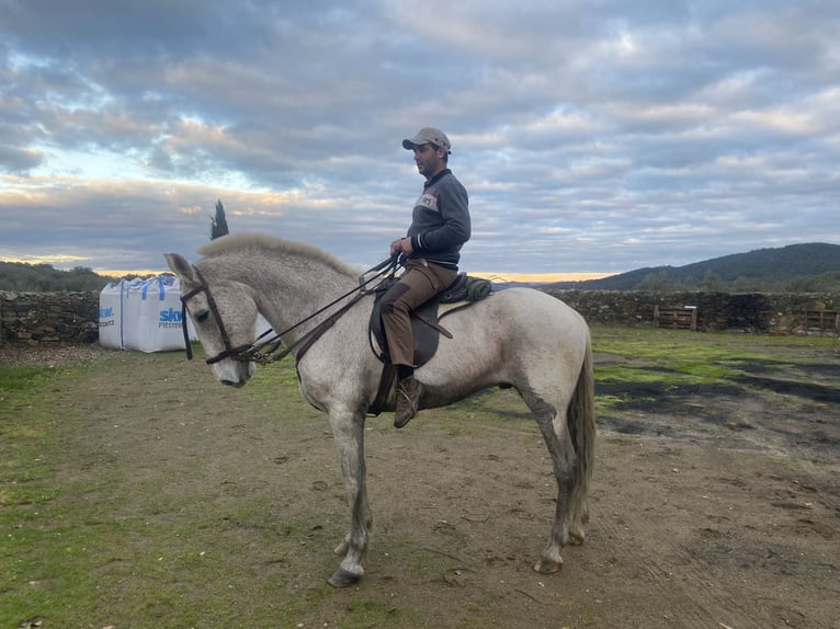 Cruzado Hongre 12 Ans 159 cm Gris moucheté in Cabeza La Vaca