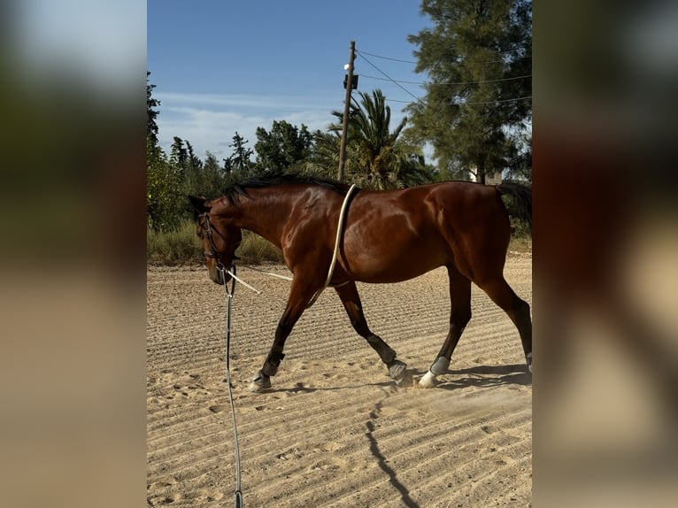 Cruzado Hongre 12 Ans 160 cm Bai in Sangonera La Verde