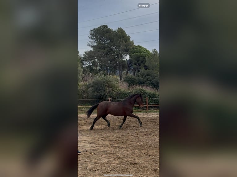 Cruzado Hongre 12 Ans 160 cm Bai in Vilaplana