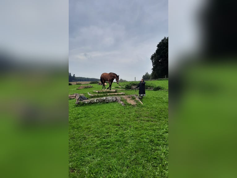 Cruzado Hongre 12 Ans 162 cm Bai in Nandlstadt