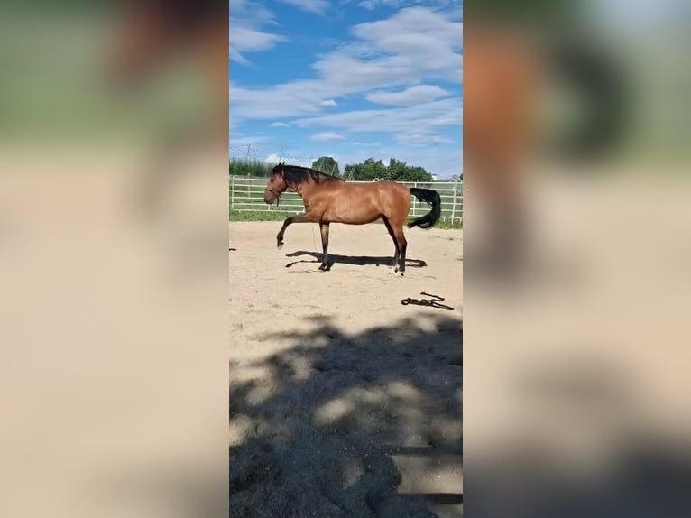 Cruzado Hongre 12 Ans 162 cm Bai in Nandlstadt