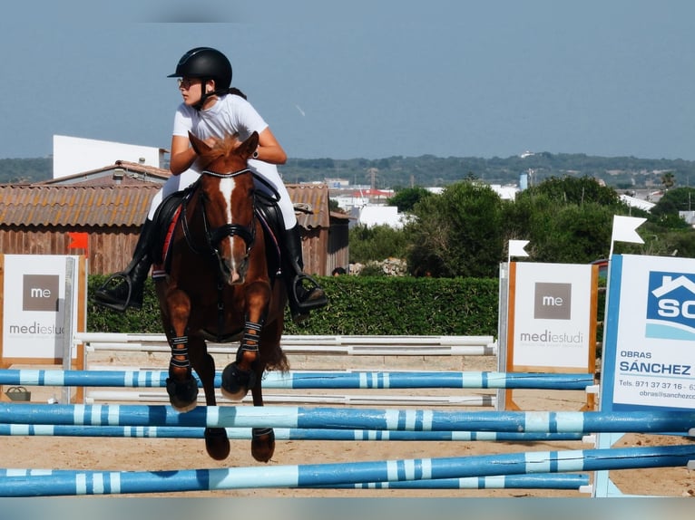 Cruzado Hongre 13 Ans 156 cm Alezan in Ciutadella De Menorca