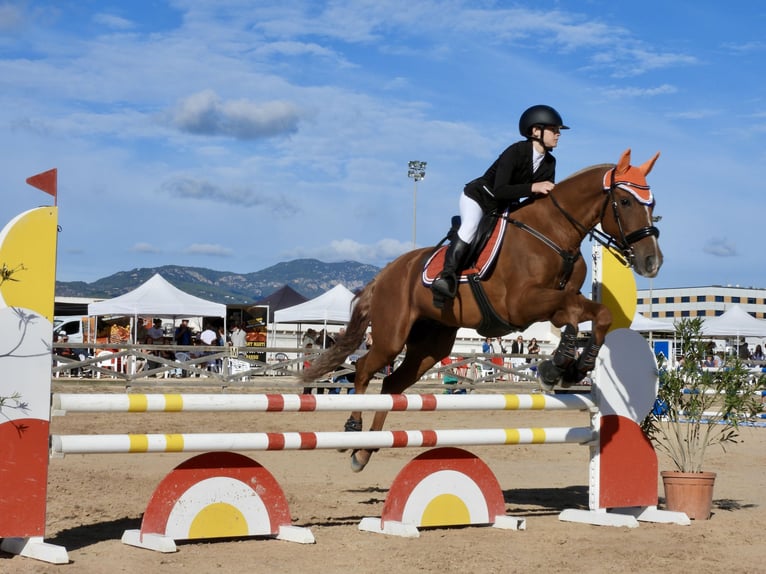 Cruzado Hongre 13 Ans 156 cm Alezan in Ciutadella De Menorca