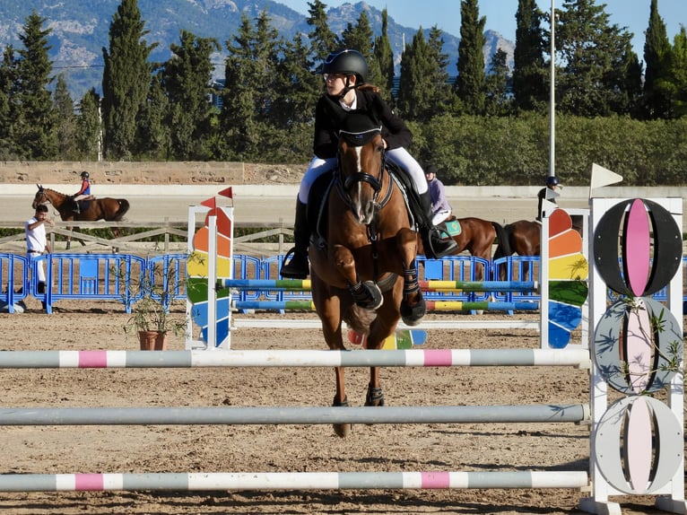 Cruzado Hongre 13 Ans 156 cm Alezan in Ciutadella De Menorca