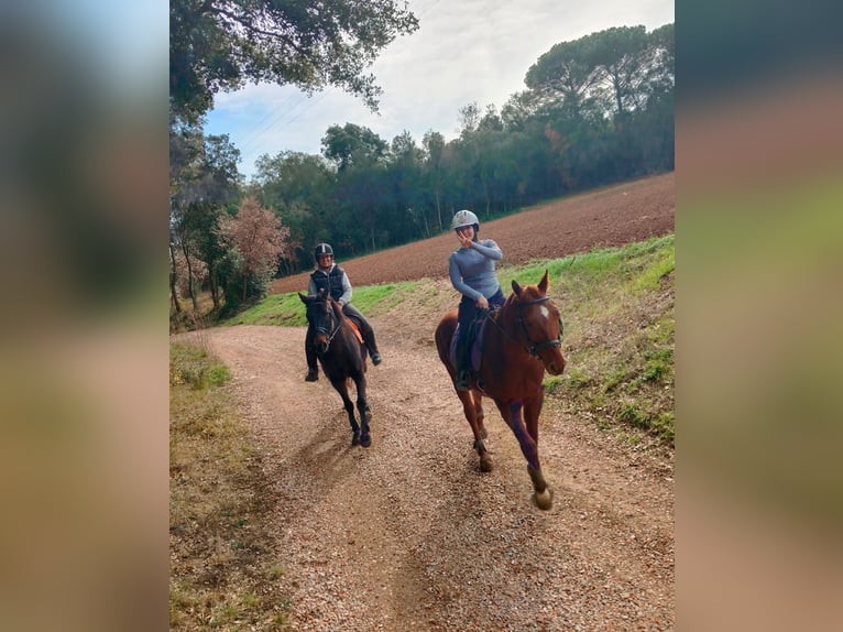 Cruzado Hongre 13 Ans 157 cm Bai brun in Canet D&#39;Adri