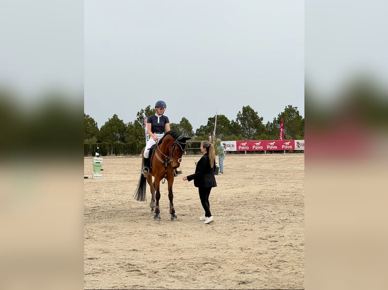 Cruzado Hongre 13 Ans 160 cm Bai in Sangonera La Verde