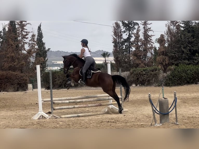 Cruzado Hongre 13 Ans 160 cm Bai in Sangonera La Verde