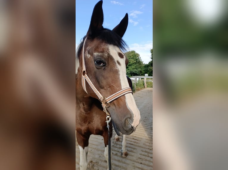 Cruzado Croisé Hongre 14 Ans 158 cm in R&#xF6;srath