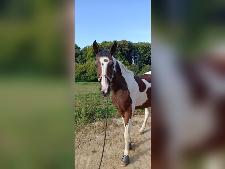 Cruzado Croisé Hongre 14 Ans 158 cm in R&#xF6;srath