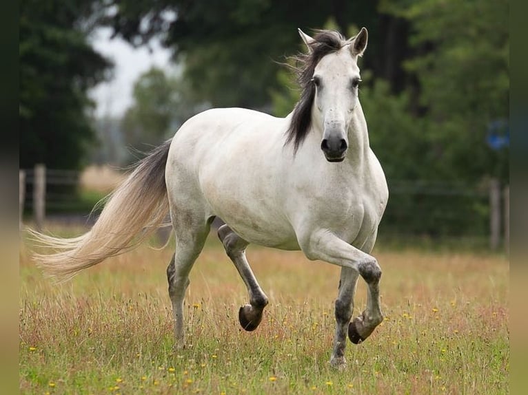 Cruzado Hongre 14 Ans 161 cm Gris in Flensburg