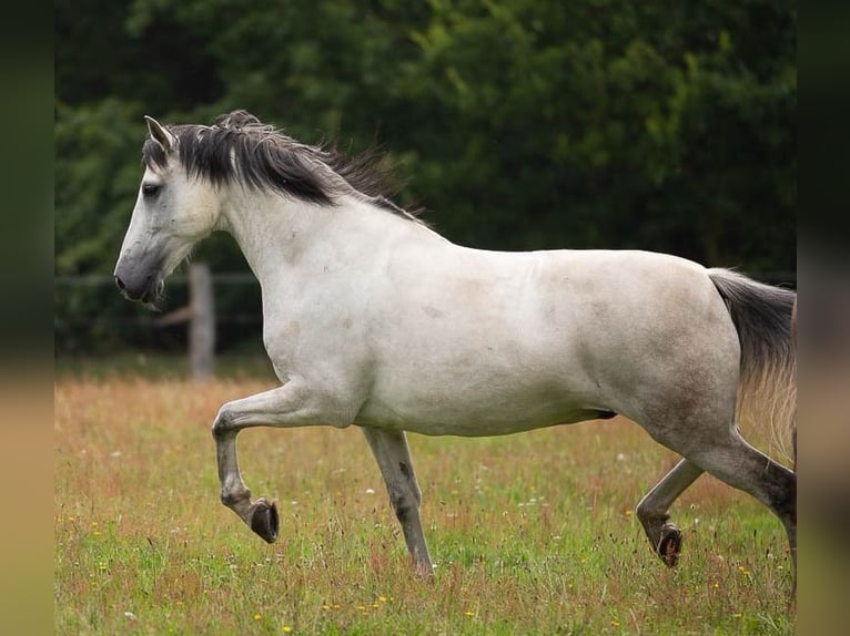 Cruzado Hongre 14 Ans 161 cm Gris in Flensburg