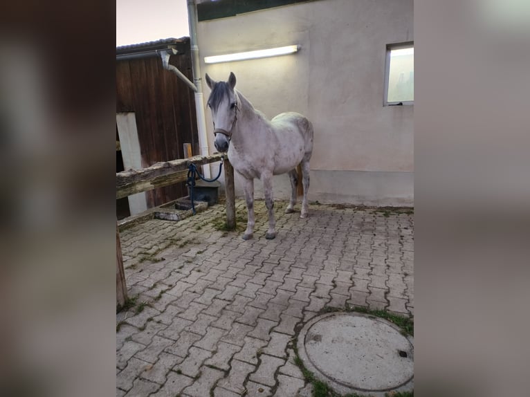 Cruzado Hongre 15 Ans 143 cm Gris pommelé in Furth