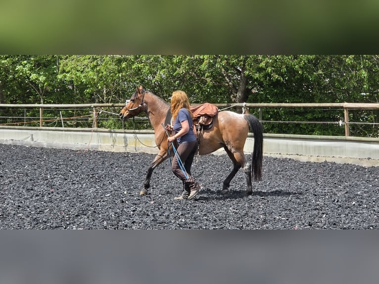 Cruzado Hongre 15 Ans 153 cm Roan-Bay in Haiterbach