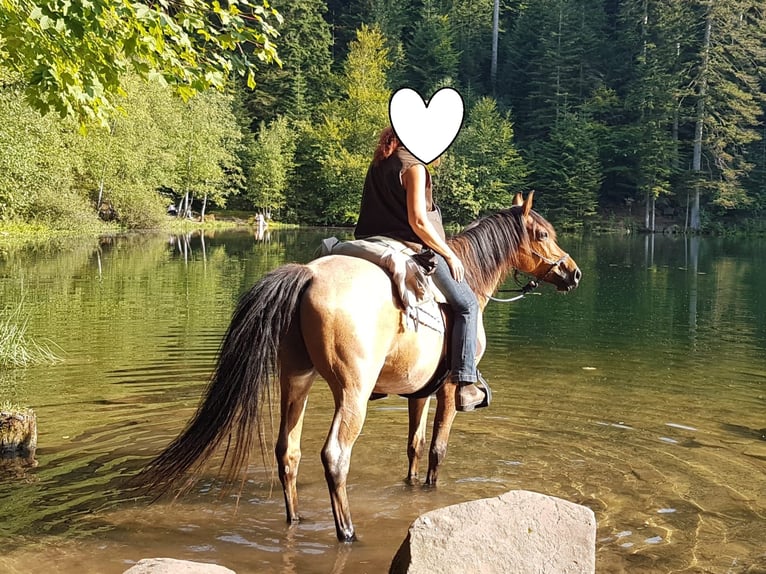 Cruzado Hongre 15 Ans 153 cm Roan-Bay in Haiterbach