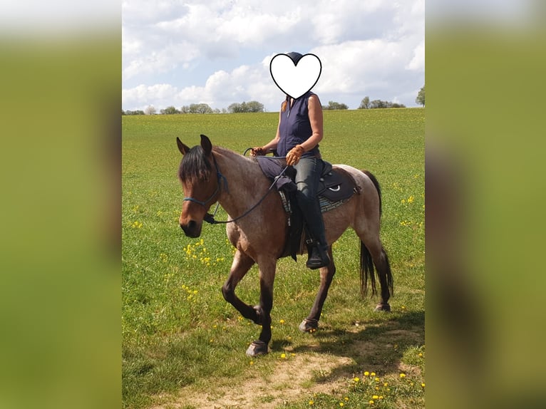 Cruzado Hongre 15 Ans 153 cm Roan-Bay in Haiterbach