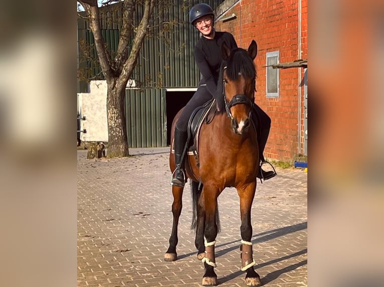 Cruzado Croisé Hongre 15 Ans 161 cm Bai in Heinsberg