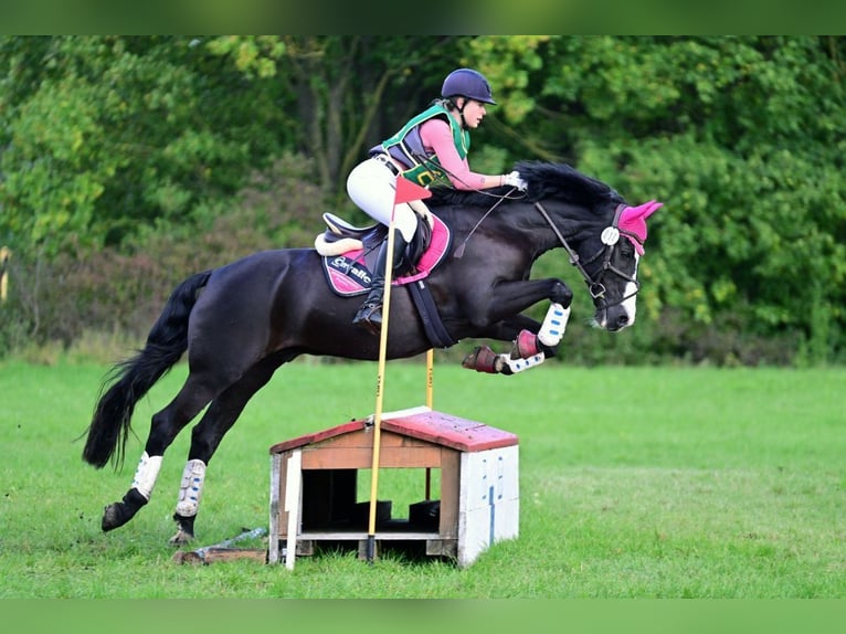 Cruzado Hongre 17 Ans 148 cm  in Schwenningen