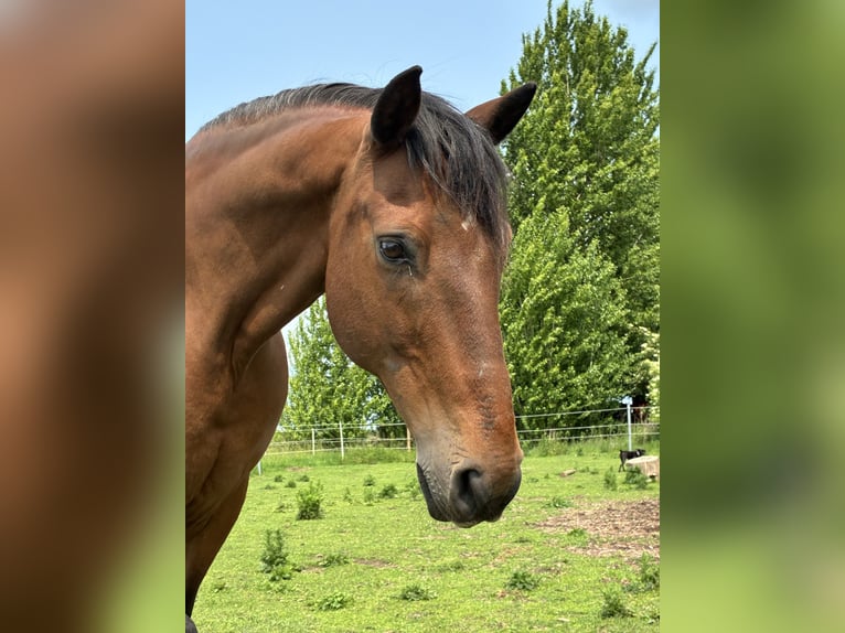 Cruzado Hongre 17 Ans 160 cm Bai in Langen