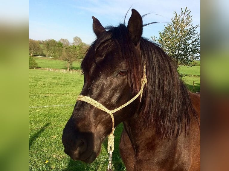 Cruzado Hongre 18 Ans 153 cm Bai cerise in Stolberg (Rheinland)