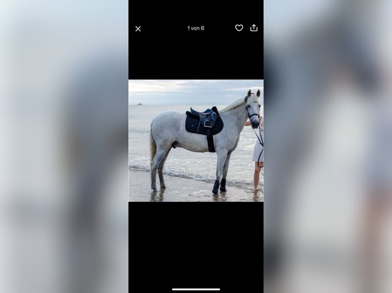 Cruzado Hongre 19 Ans 156 cm Gris moucheté in Trier