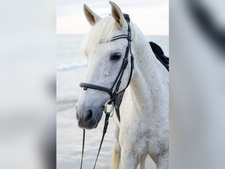 Cruzado Hongre 19 Ans 156 cm Gris moucheté in Trier