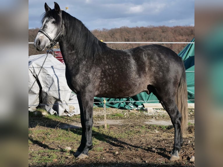 Cruzado Croisé Hongre 3 Ans 150 cm Peut devenir gris in Galenberg