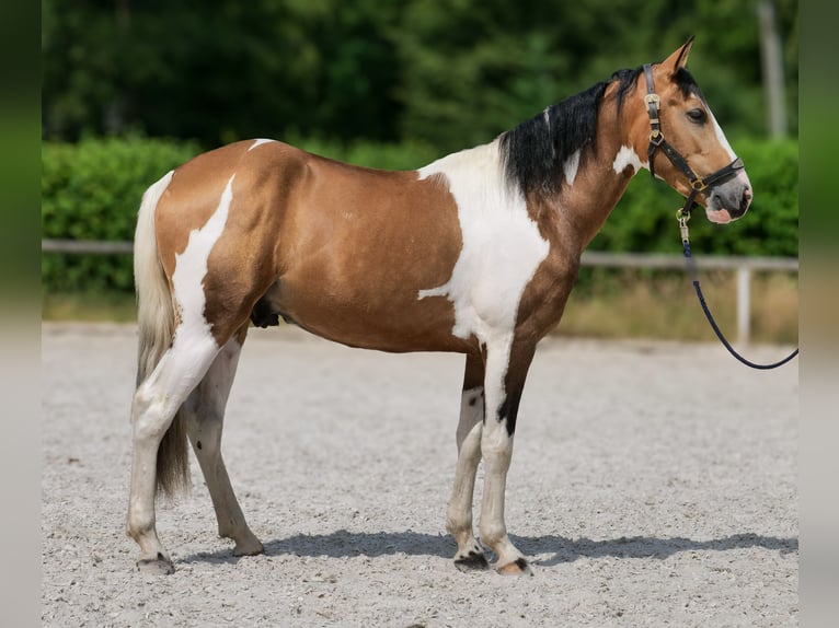 Cruzado Hongre 3 Ans 150 cm Pinto in Neustadt (Wied)