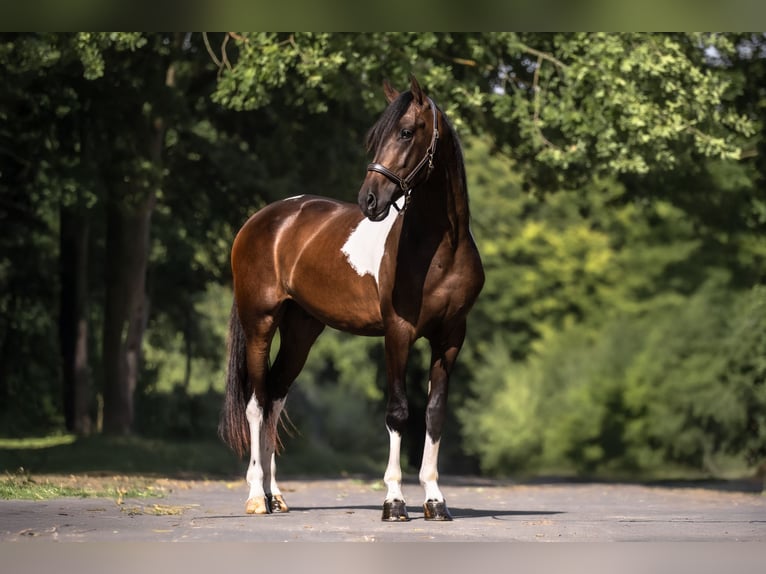 Cruzado Hongre 3 Ans 165 cm Pinto in Windhagen