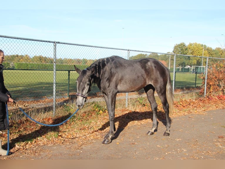 Cruzado Croisé Hongre 3 Ans 165 cm Rouan bleu in Nettetal