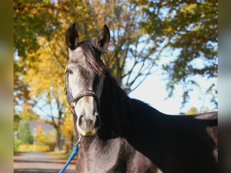 Cruzado Croisé Hongre 3 Ans 165 cm Rouan bleu in Nettetal