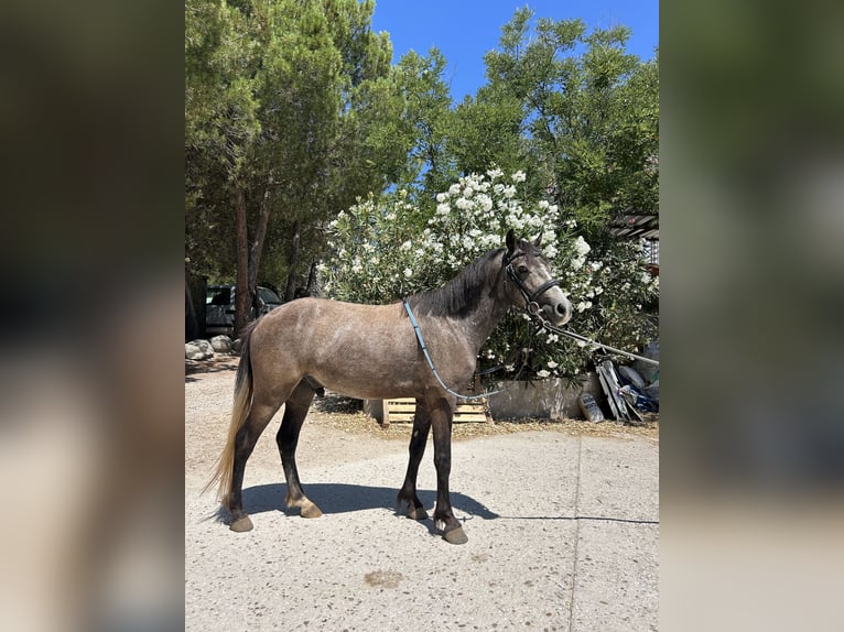 Cruzado Hongre 4 Ans 125 cm Gris in Jara Beltran