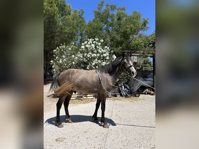 Cruzado Hongre 4 Ans 125 cm Gris in Jara Beltran