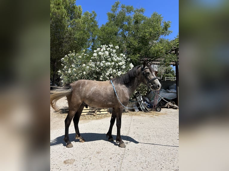 Cruzado Hongre 4 Ans 125 cm Gris in Jara Beltran