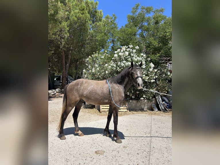 Cruzado Hongre 4 Ans 125 cm Gris in Jara Beltran