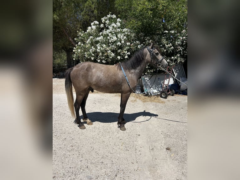 Cruzado Hongre 4 Ans 125 cm Gris in Jara Beltran