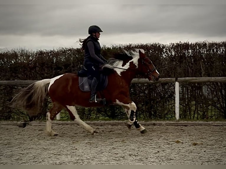 Cruzado Hongre 4 Ans 140 cm Pinto in Neustadt (Wied)