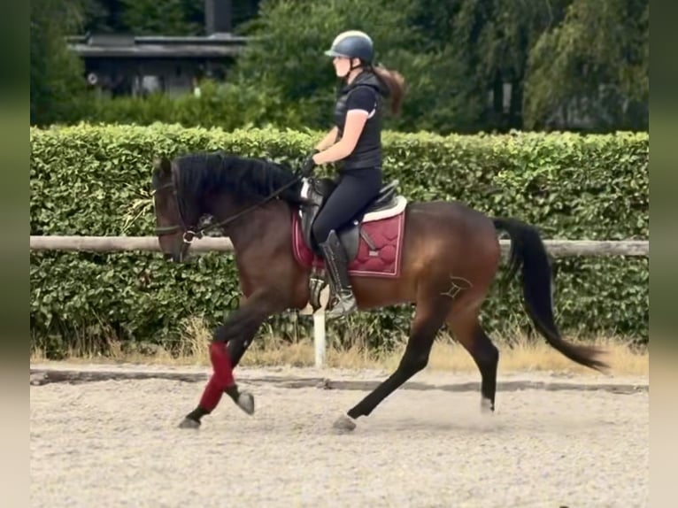 Cruzado Hongre 4 Ans 150 cm Bai brun in Neustadt (Wied)