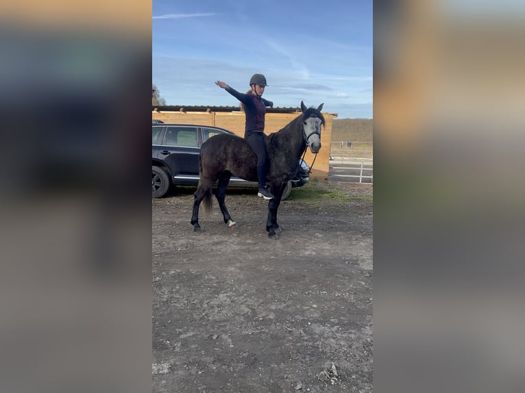 Cruzado Croisé Hongre 4 Ans 152 cm Peut devenir gris in Galenberg