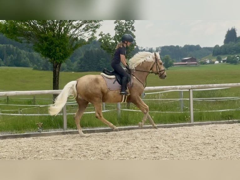 Cruzado Hongre 4 Ans 153 cm Palomino in Altusried