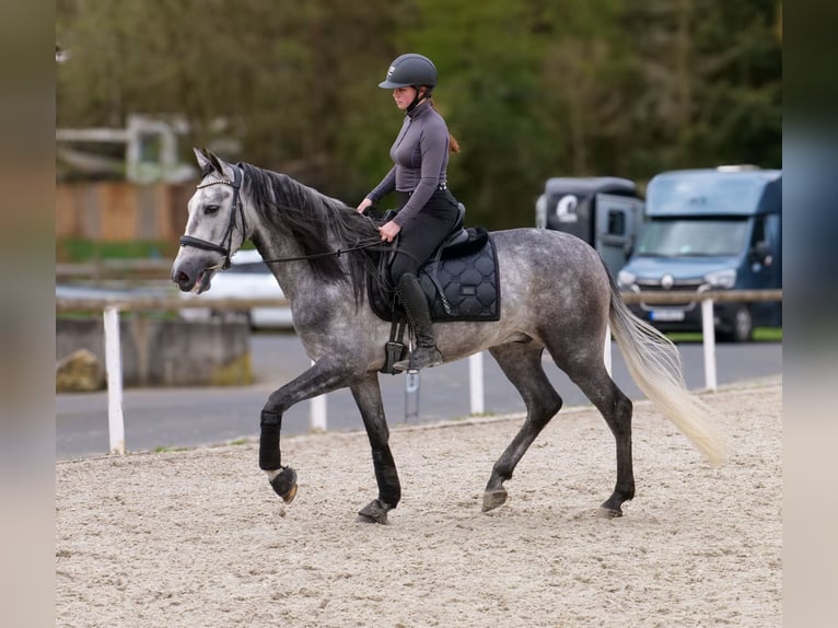 Cruzado Hongre 4 Ans 158 cm Gris in Neustadt (Wied)