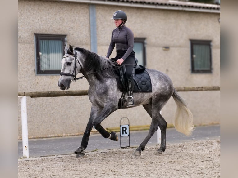 Cruzado Hongre 4 Ans 158 cm Gris in Neustadt (Wied)
