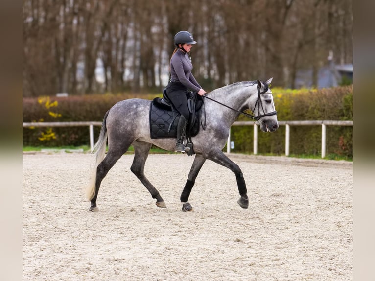 Cruzado Hongre 4 Ans 158 cm Gris in Neustadt (Wied)