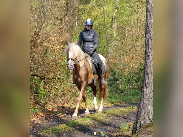 Cruzado Hongre 4 Ans 158 cm Léopard in Neustadt (Wied)